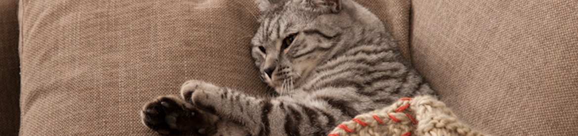 je-kat-is overleden-hoe-neem-je-afscheid