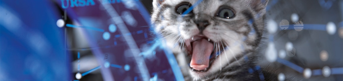 je-kat-miauwt-veel-wat-doe-jemet een-luidruchtig-katje