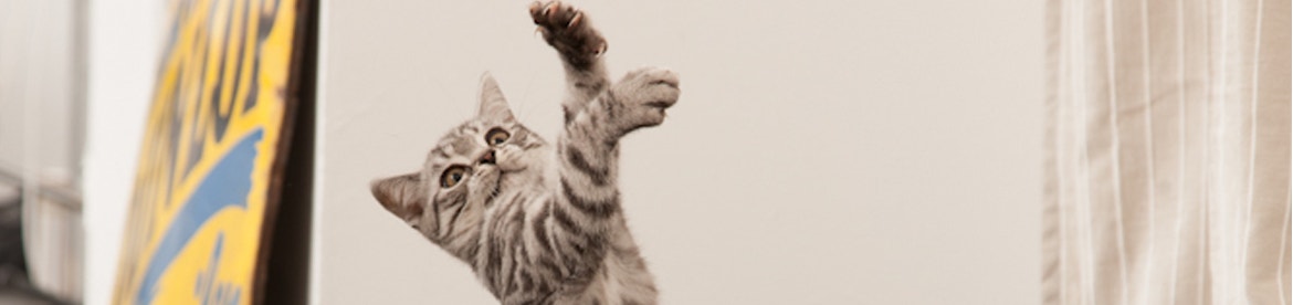 kattenallergie wat-doe-je-er-tegen