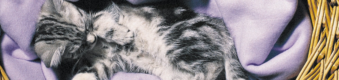 kitten-en-baby-in-huis waar-moet-je-aan-denken