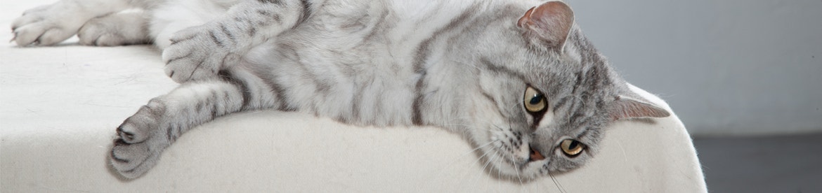 overgewicht een-beetje-mollig-of-precies-goed