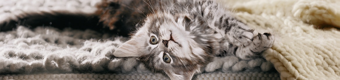 waarom-je-kat-bepaalde voedingstoffen-nodig-heeft