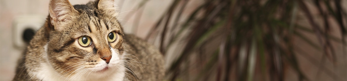 wat-je-senior van-nature-nodig-heeft