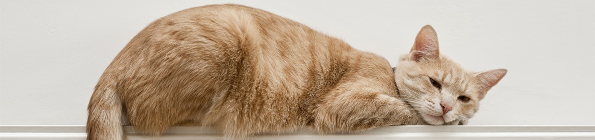 wat-je-volwassen kat-van-nature-nodig-heeft