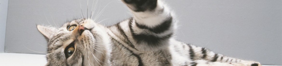 wat-te-doen met-agressieve-kittens