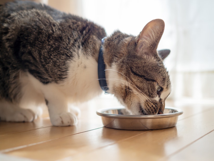 Kat eet voedsel uit een kom