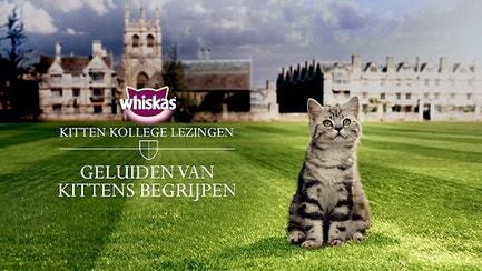 kk begrijp-de-geluiden-van-je-kitten