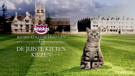 kk een-kitten-kiezen
