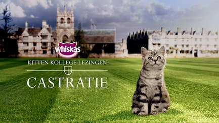 kk het-castreren-van-je-kitten