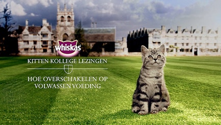 kk hoe-overgaan-tot-voeding-voor-volwassen-katten