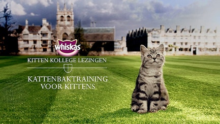 kk kattenbaktraining